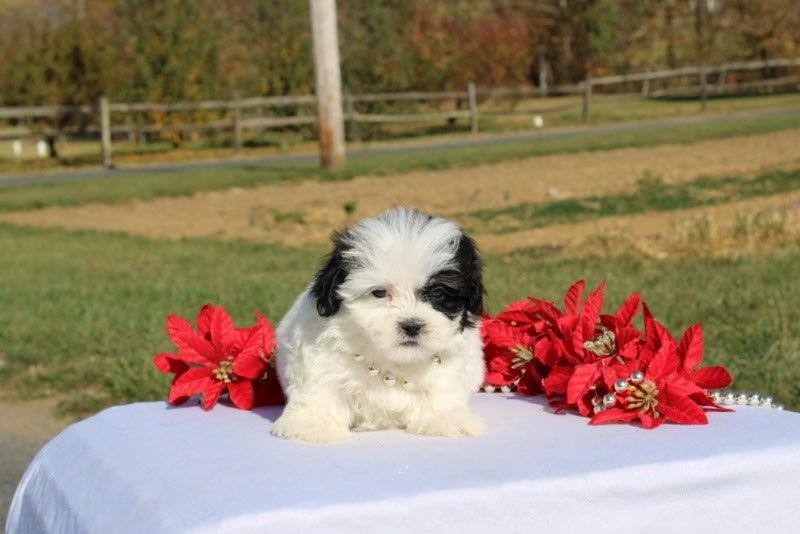 puppy, for, sale, Mal - Shi, Matthew B. Stoltzfus, dog, breeder, Gap, PA, dog-breeder, puppy-for-sale, forsale, nearby, find, puppyfind, locator, puppylocator, aca